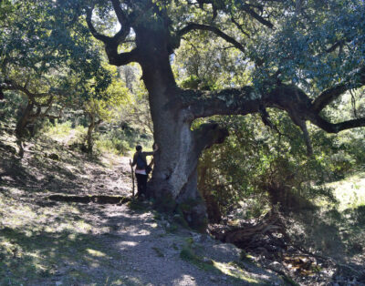 Forest of Tuviois